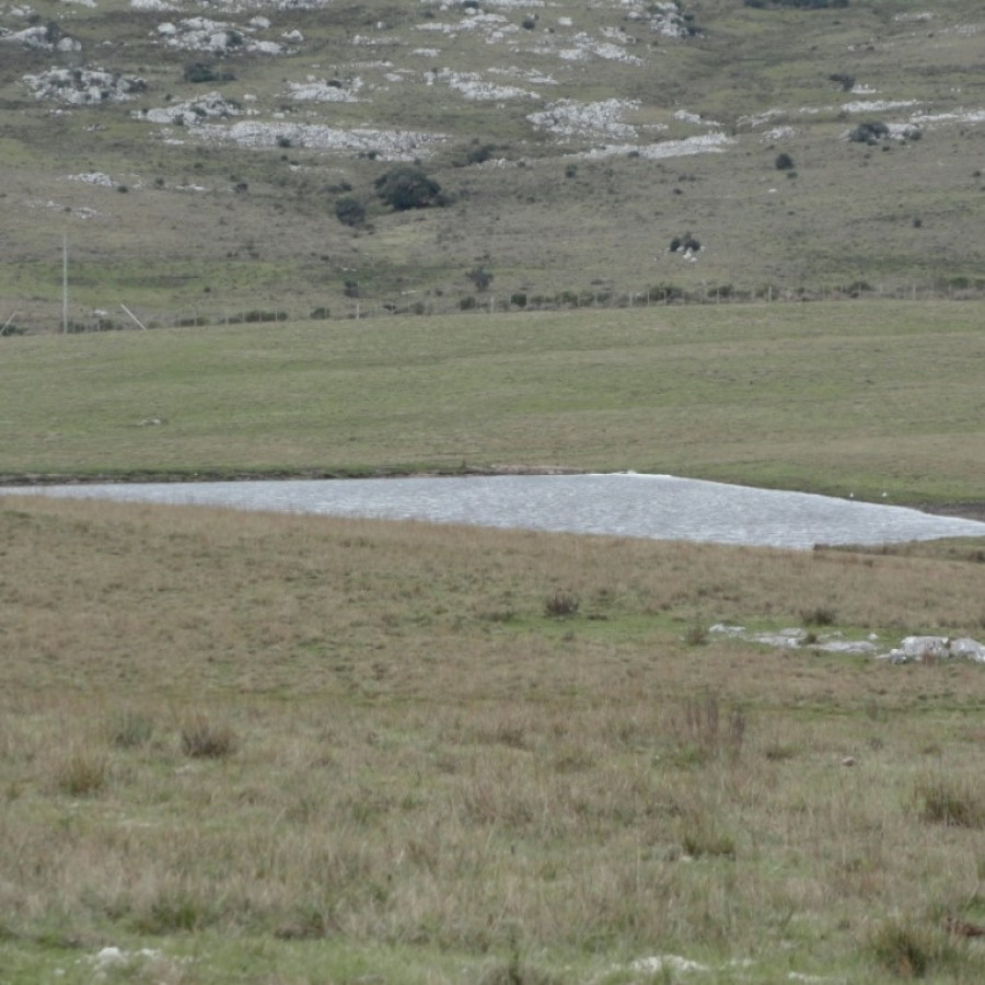 Excelente campo ganadero, apto para Olivos-Vid-Eucaliptus o recreo, sobre ruta 12.