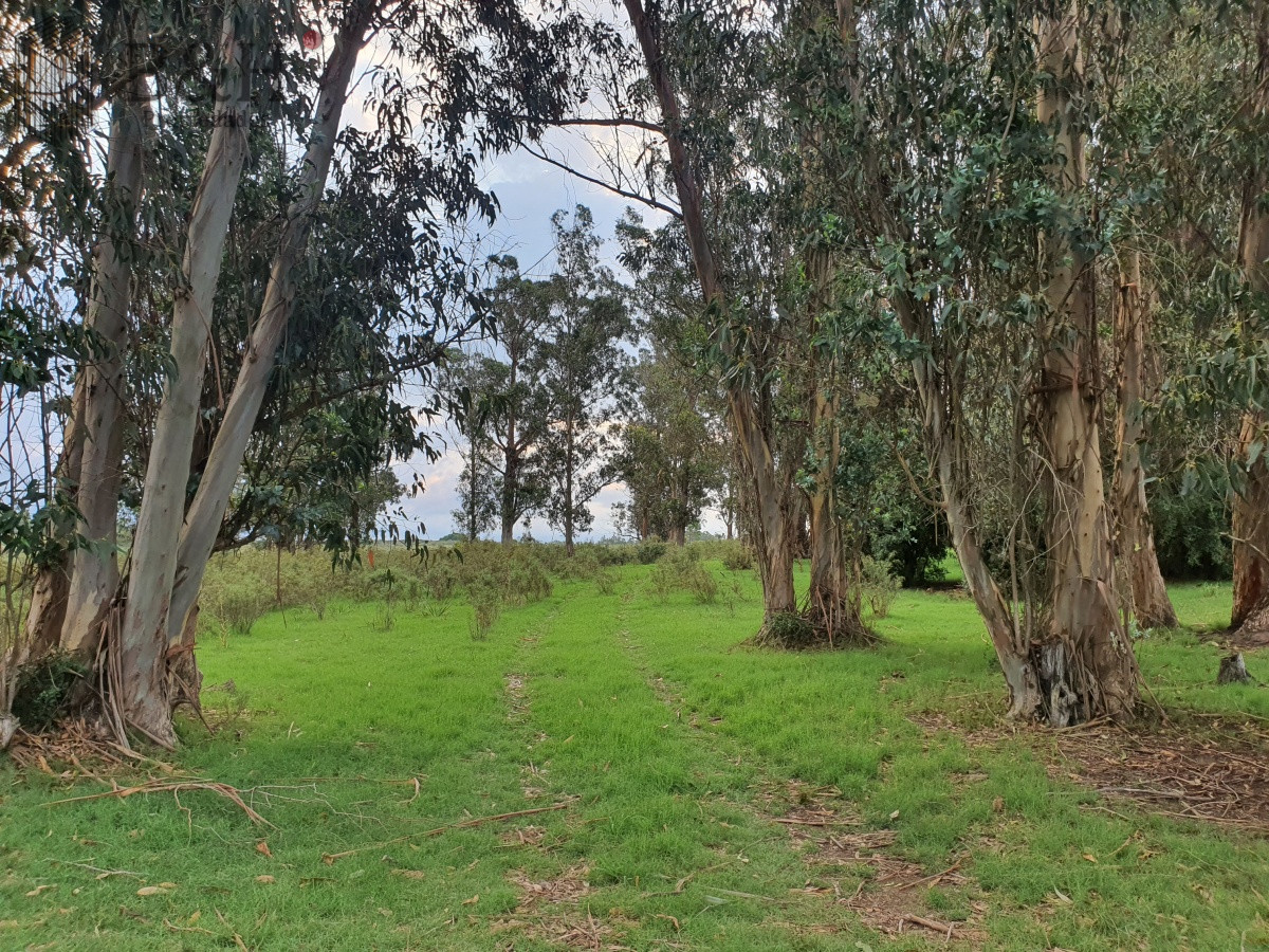 Paraje El Renegado - GoPunta - Portal Inmobiliario de Punta del Este - Maldonado