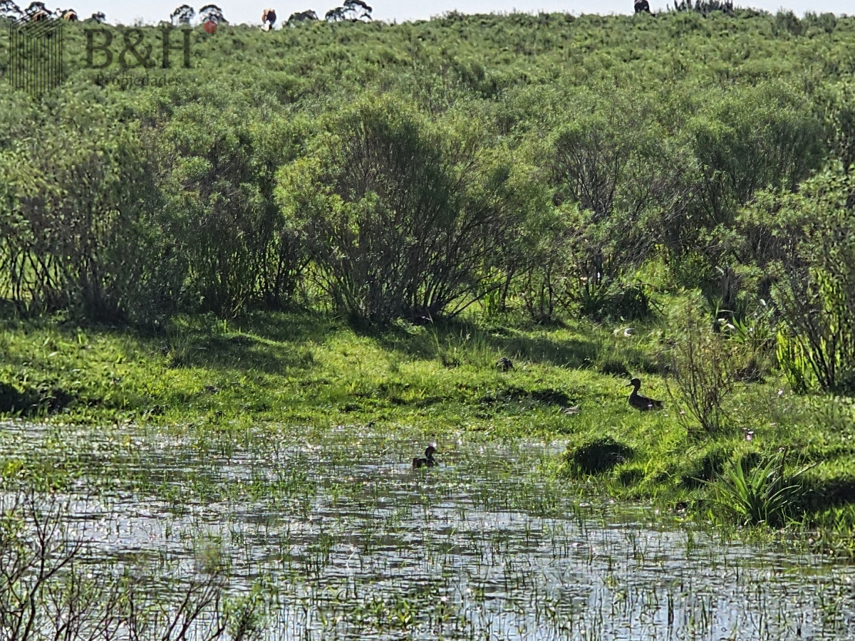 Chacra ID.5343 - Vendo chacra ruta 9, cerca de Pan de Azúcar, Maldonado. A 45´ de Punta del Este. Financia.