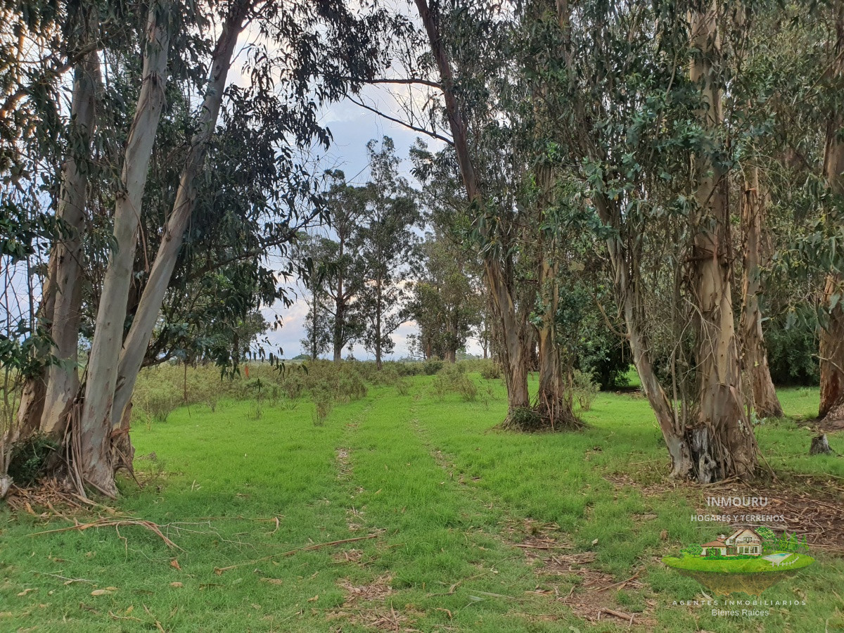 Chacra ID.982 - Vendo chacra ruta 9, cerca de Pan de Azúcar, Maldonado. A 45´ de Punta del Este. Financia.