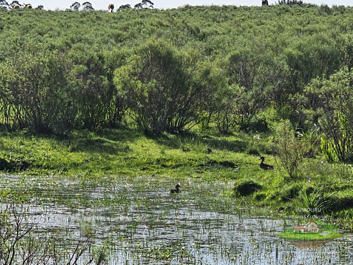 Chacra ID.982 - Vendo chacra ruta 9, cerca de Pan de Azúcar, Maldonado. A 45´ de Punta del Este. Financia.