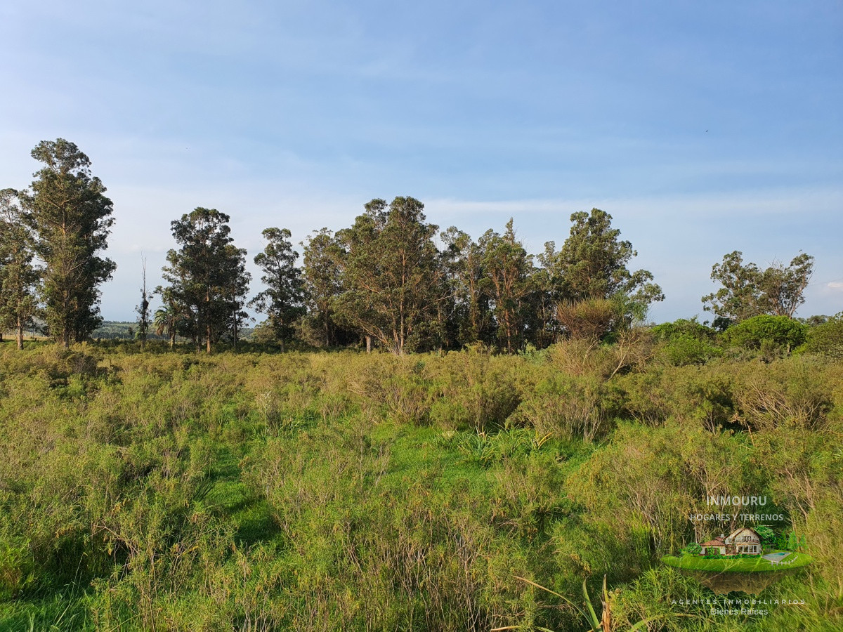 Chacra ID.982 - Vendo chacra ruta 9, cerca de Pan de Azúcar, Maldonado. A 45´ de Punta del Este. Financia.