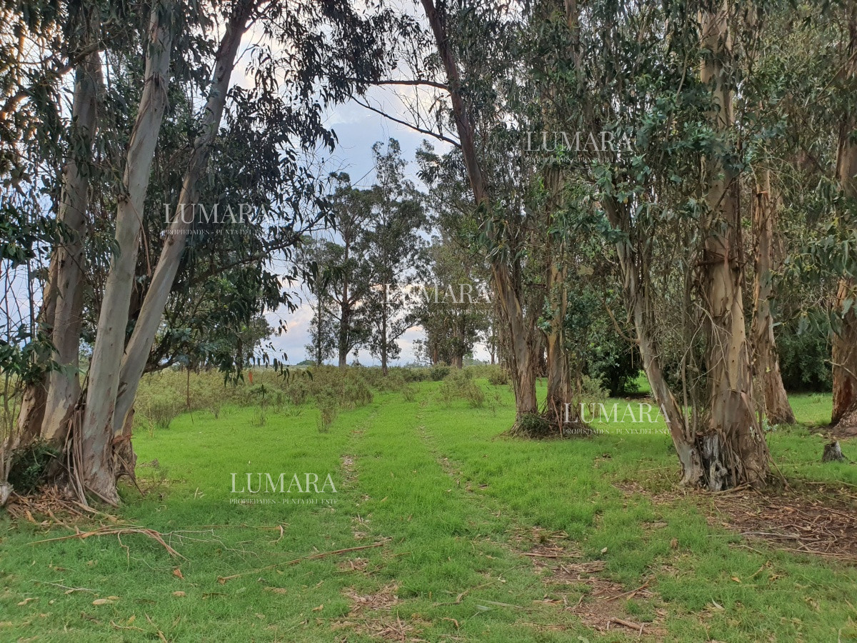 Chacra ID.3247 - Vendo chacra ruta 9, cerca de Pan de Azúcar, Maldonado. A 45´ de Punta del Este. Financia.