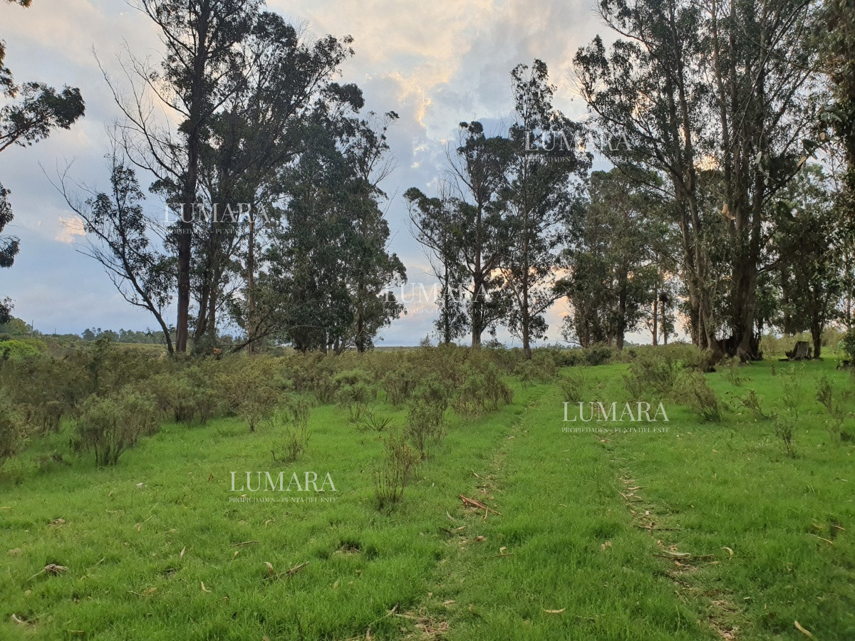 Chacra ID.3247 - Vendo chacra ruta 9, cerca de Pan de Azúcar, Maldonado. A 45´ de Punta del Este. Financia.
