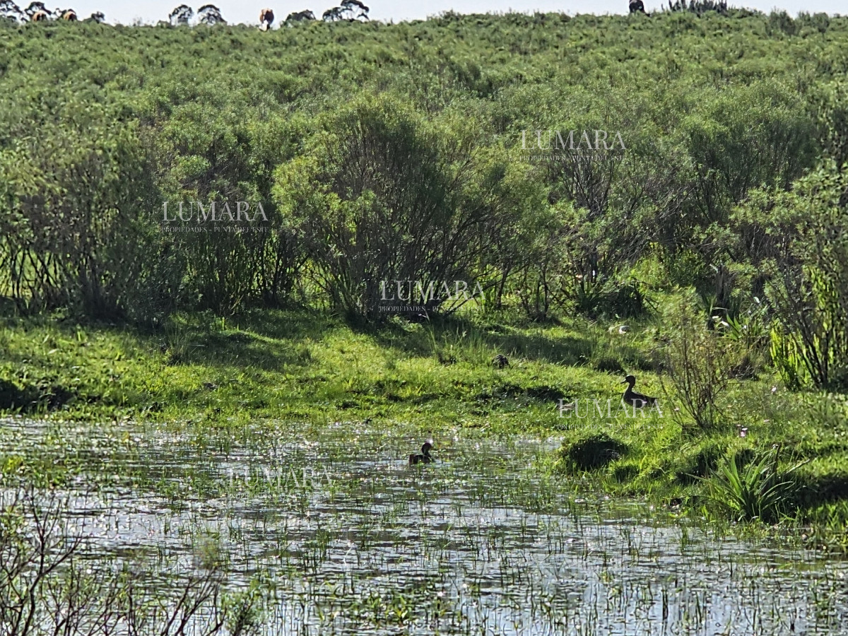 Chacra ID.3247 - Vendo chacra ruta 9, cerca de Pan de Azúcar, Maldonado. A 45´ de Punta del Este. Financia.