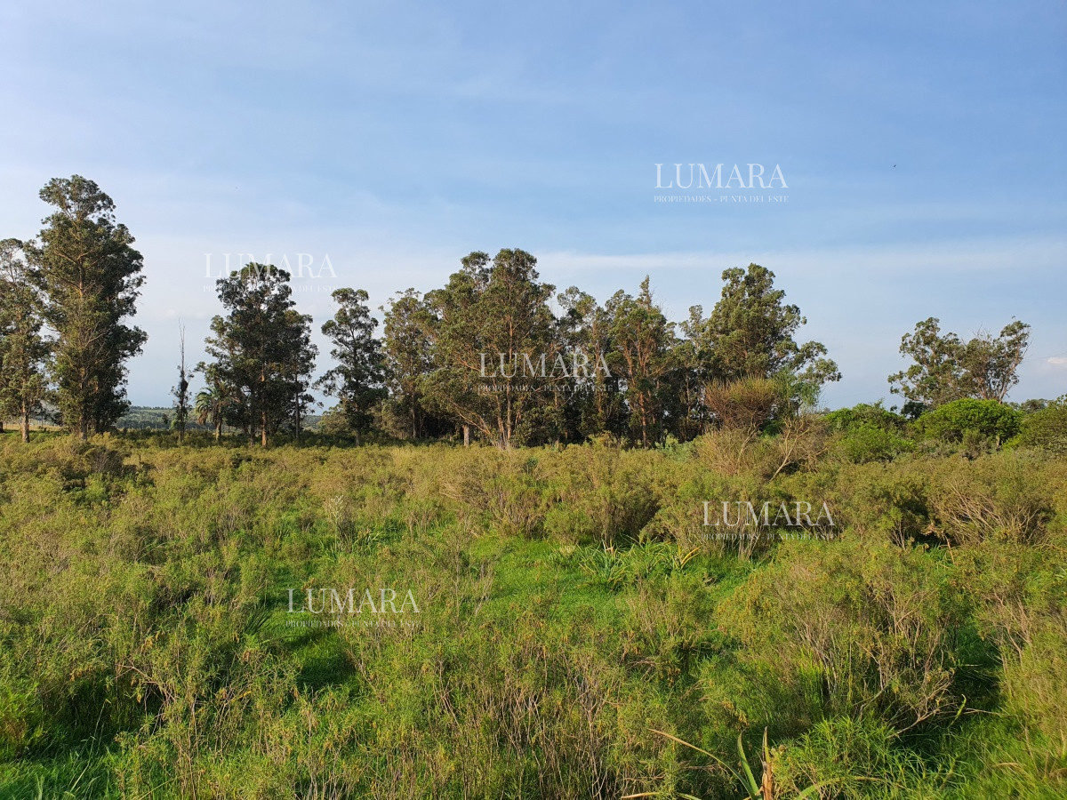 Chacra ID.3247 - Vendo chacra ruta 9, cerca de Pan de Azúcar, Maldonado. A 45´ de Punta del Este. Financia.