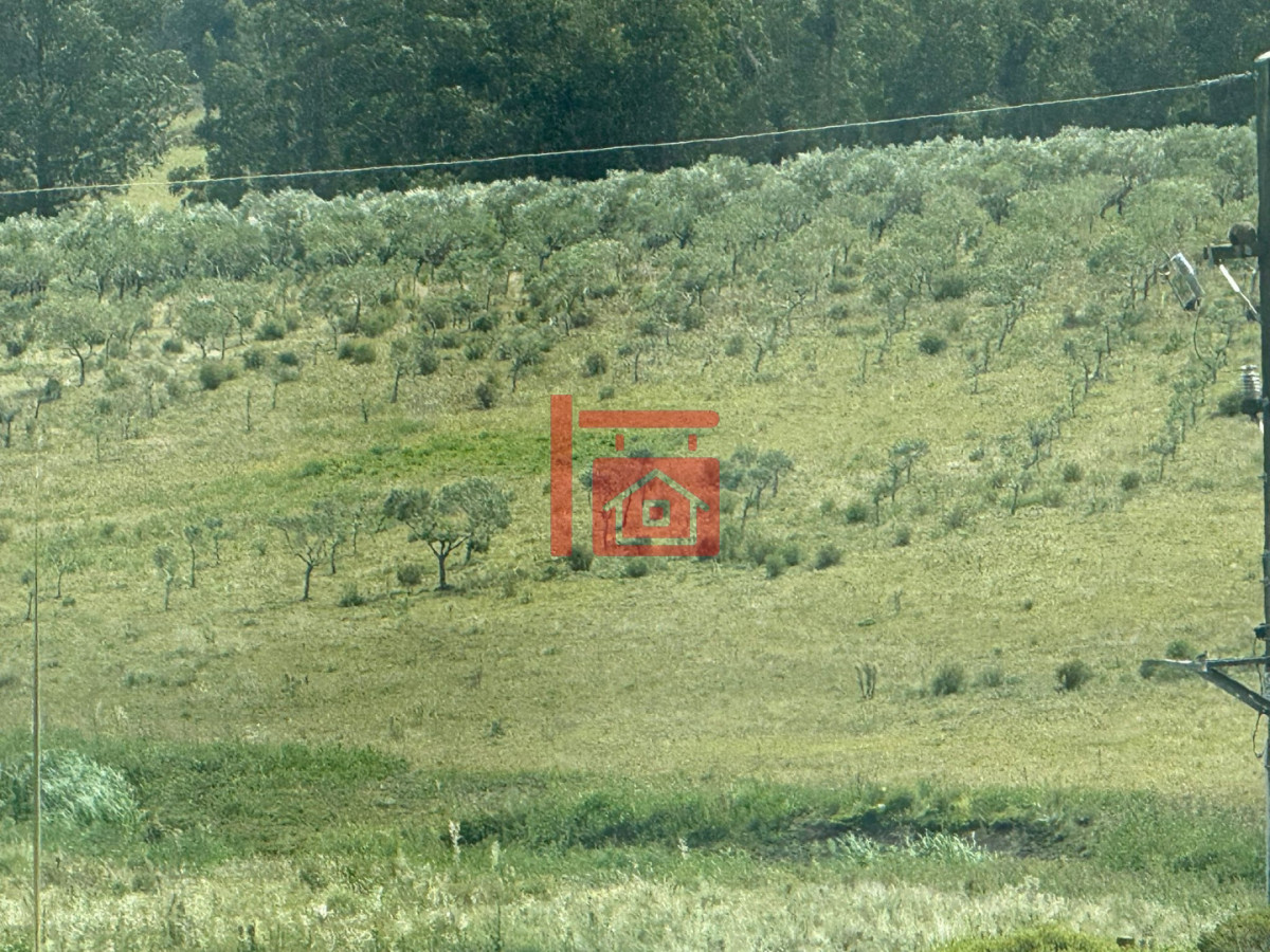 Chacra ID.1543 - En venta chacra 20 hectareas con Olivos en Ruta 9 cerca de Pan de Azúcar.