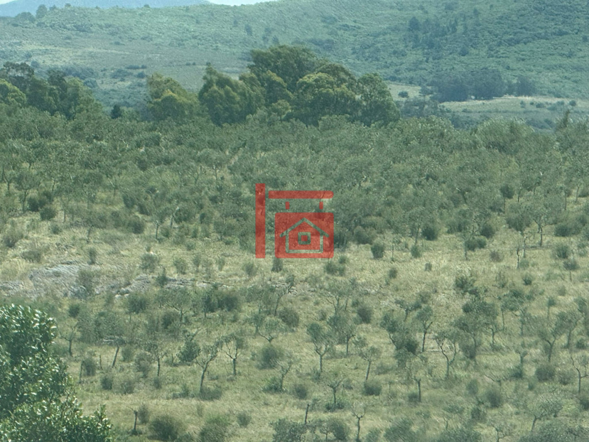 Chacra ID.1543 - En venta chacra 20 hectareas con Olivos en Ruta 9 cerca de Pan de Azúcar.