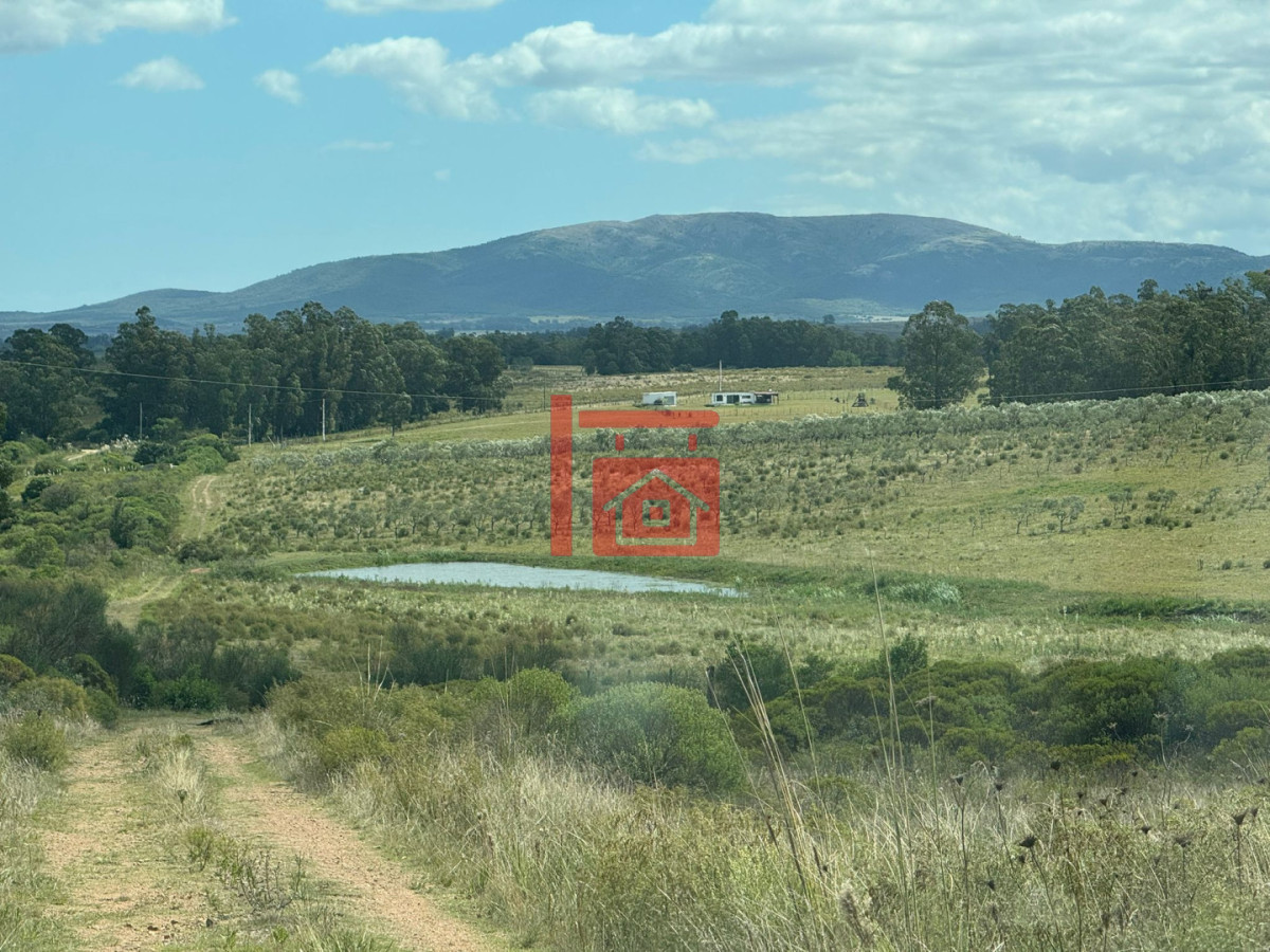 Chacra ID.1543 - En venta chacra 20 hectareas con Olivos en Ruta 9 cerca de Pan de Azúcar.