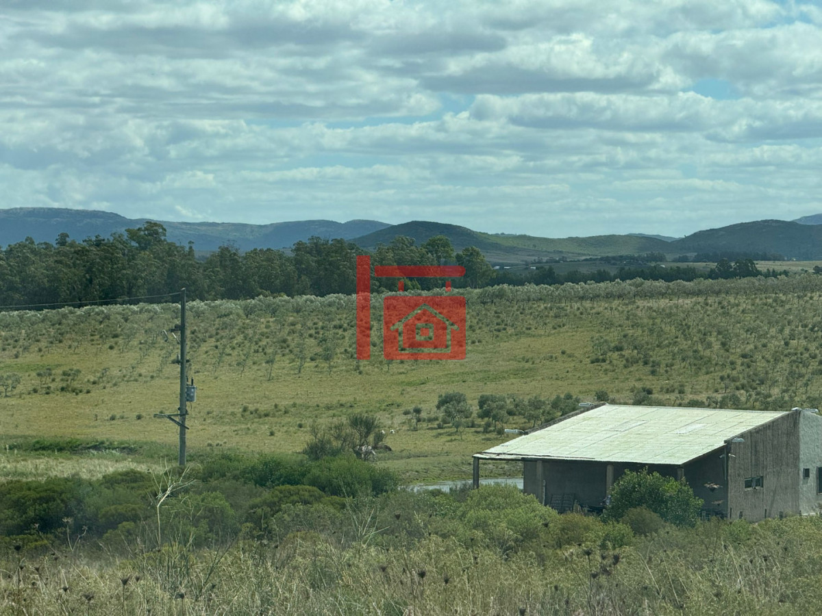 Chacra ID.1543 - En venta chacra 20 hectareas con Olivos en Ruta 9 cerca de Pan de Azúcar.