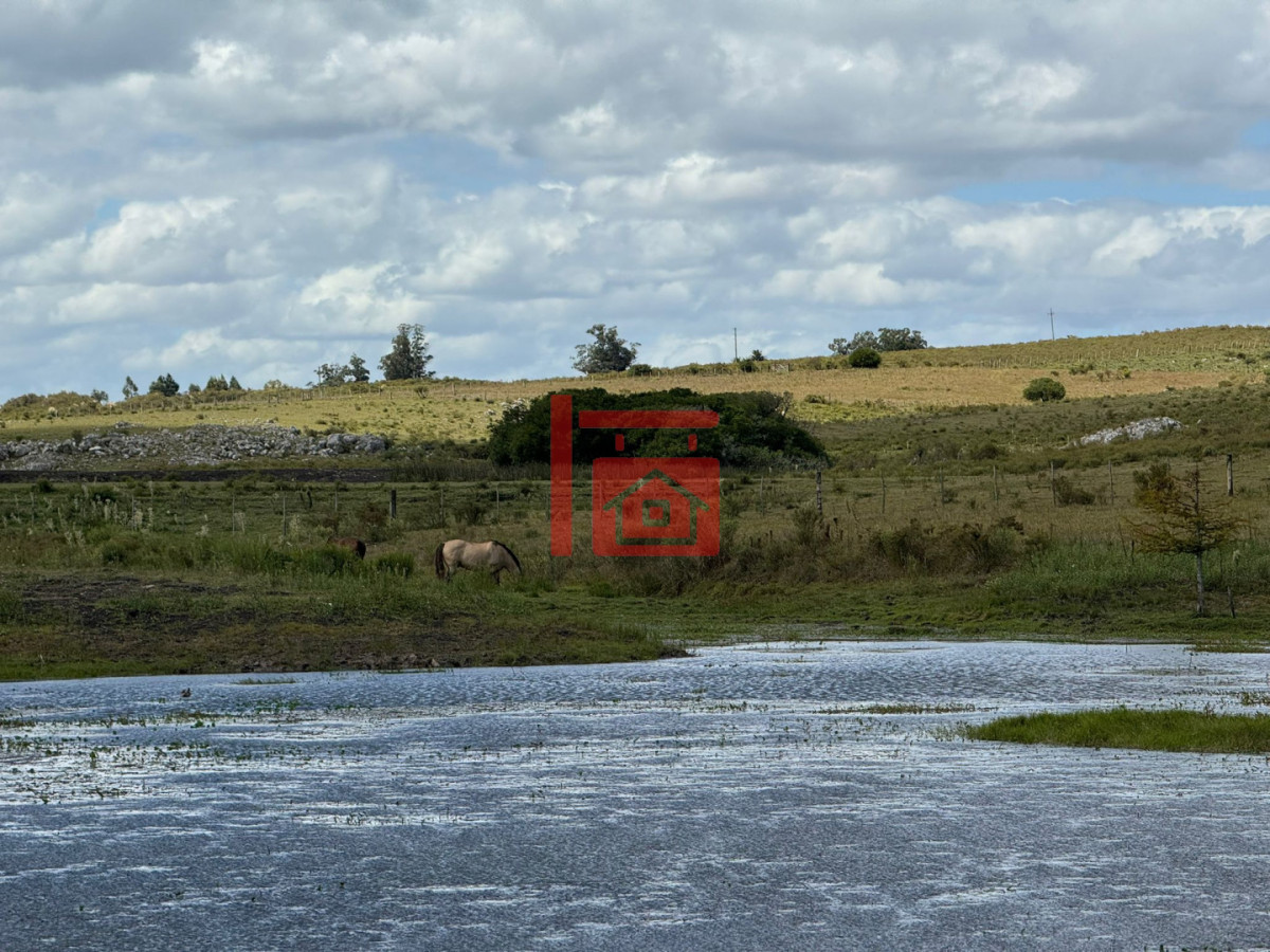 Chacra ID.1543 - En venta chacra 20 hectareas con Olivos en Ruta 9 cerca de Pan de Azúcar.