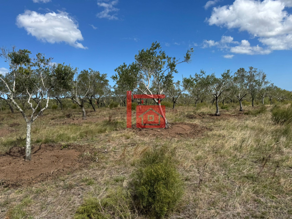 Chacra ID.1543 - En venta chacra 20 hectareas con Olivos en Ruta 9 cerca de Pan de Azúcar.