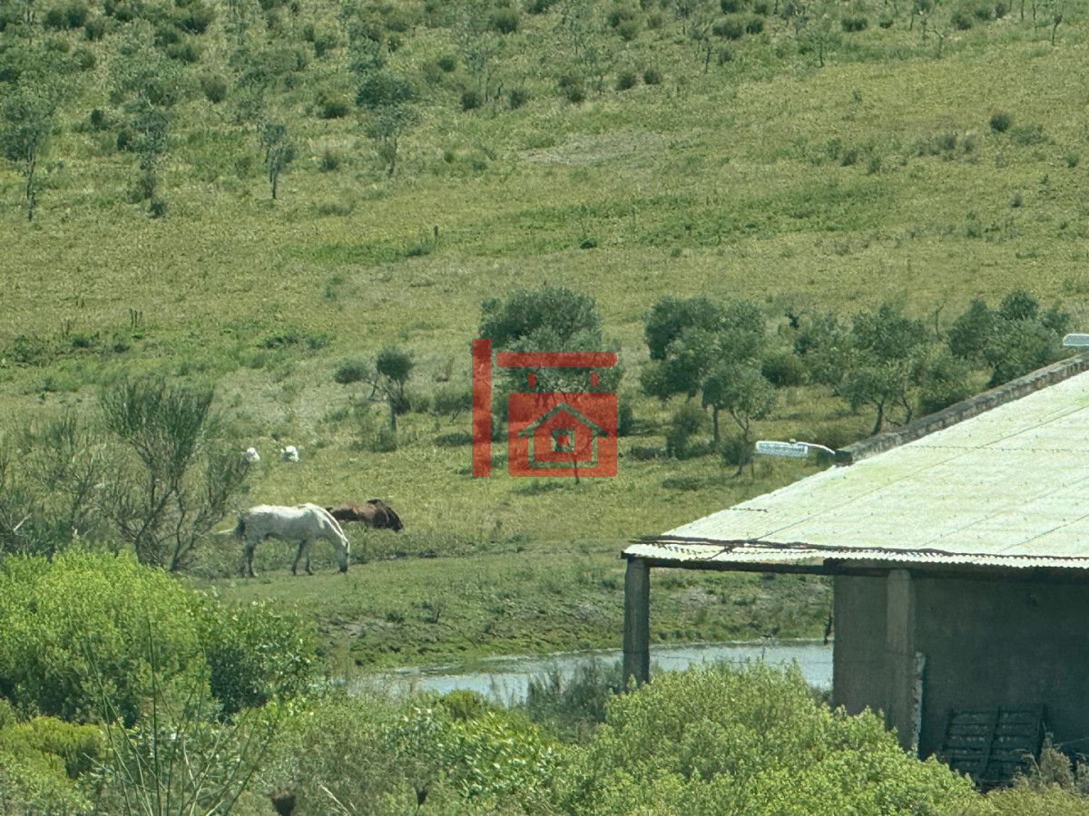 Chacra ID.1543 - En venta chacra 20 hectareas con Olivos en Ruta 9 cerca de Pan de Azúcar.