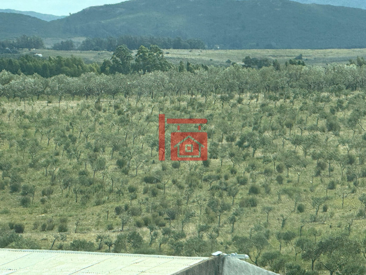 Chacra ID.1543 - En venta chacra 20 hectareas con Olivos en Ruta 9 cerca de Pan de Azúcar.