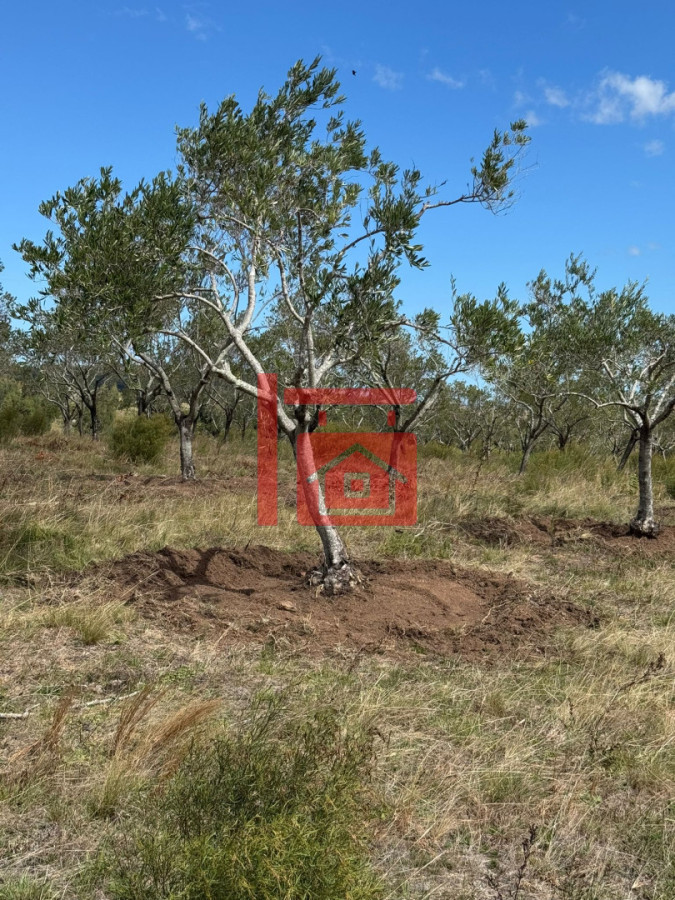 Chacra ID.1543 - En venta chacra 20 hectareas con Olivos en Ruta 9 cerca de Pan de Azúcar.