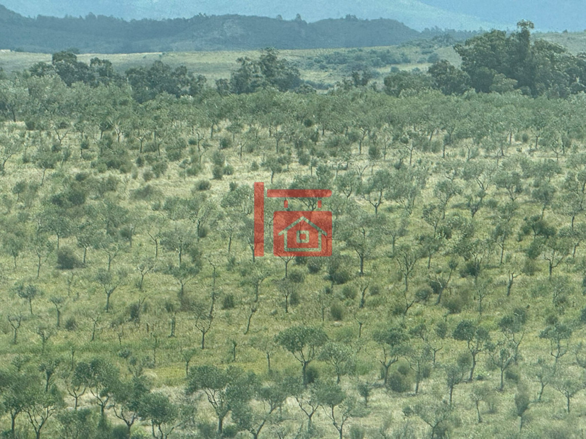 Chacra ID.1543 - En venta chacra 20 hectareas con Olivos en Ruta 9 cerca de Pan de Azúcar.