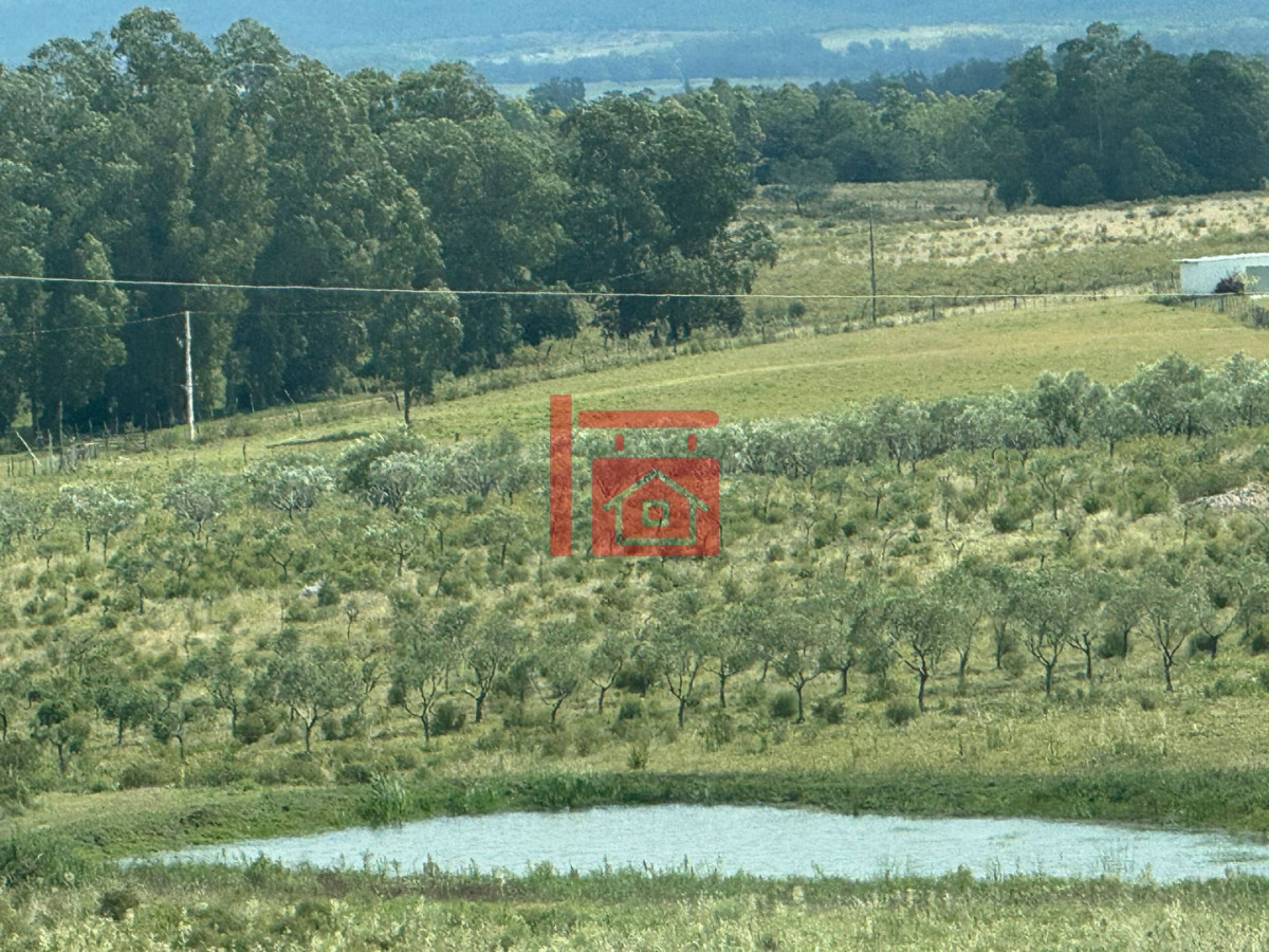 Chacra ID.1543 - En venta chacra 20 hectareas con Olivos en Ruta 9 cerca de Pan de Azúcar.