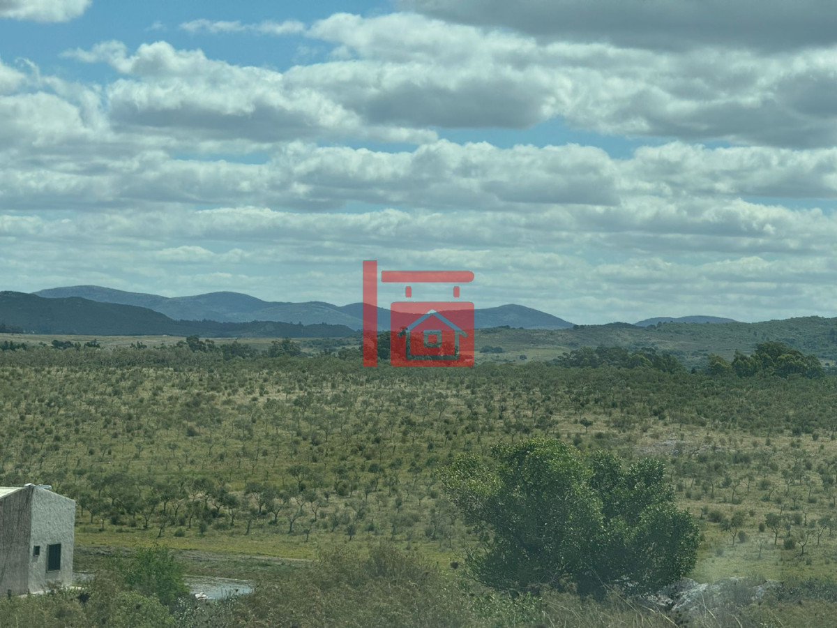 Chacra ID.1543 - En venta chacra 20 hectareas con Olivos en Ruta 9 cerca de Pan de Azúcar.