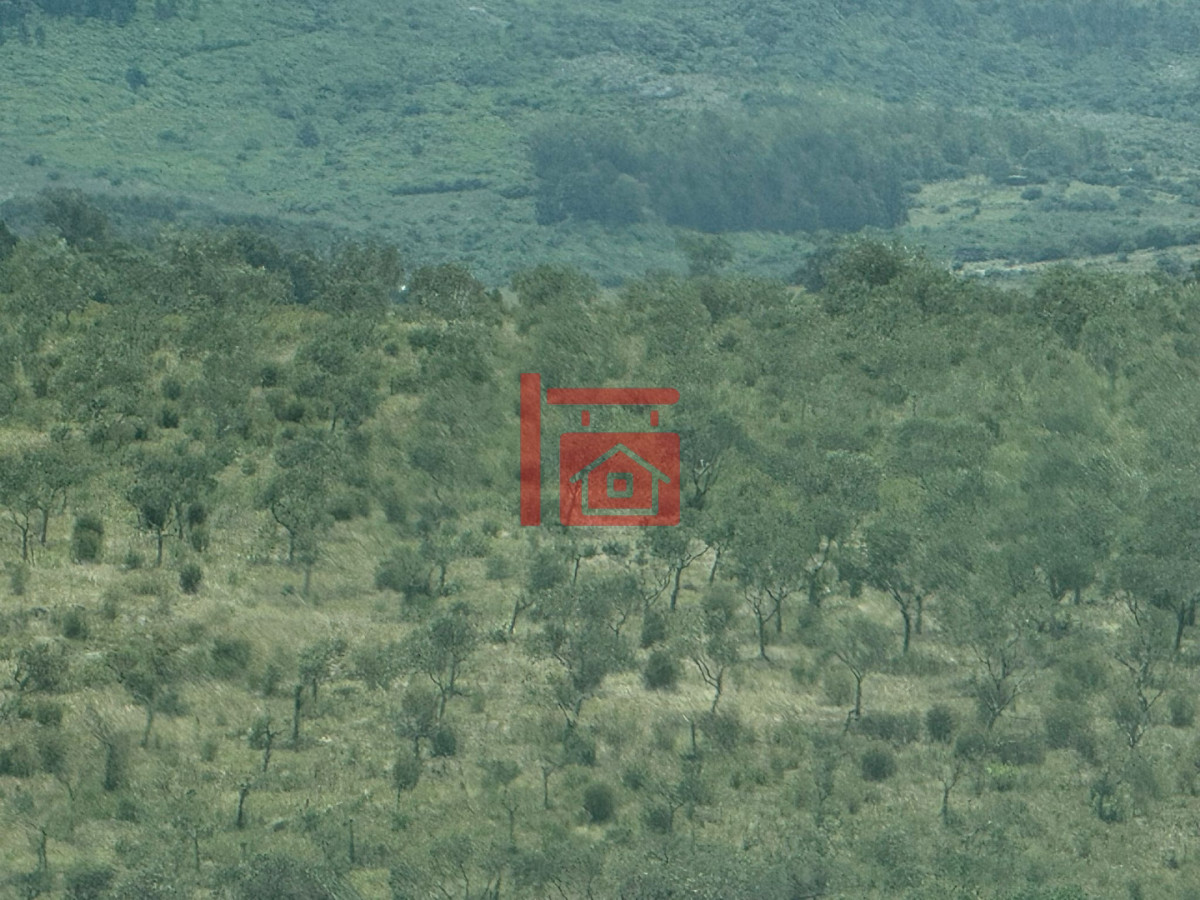 Chacra ID.1543 - En venta chacra 20 hectareas con Olivos en Ruta 9 cerca de Pan de Azúcar.