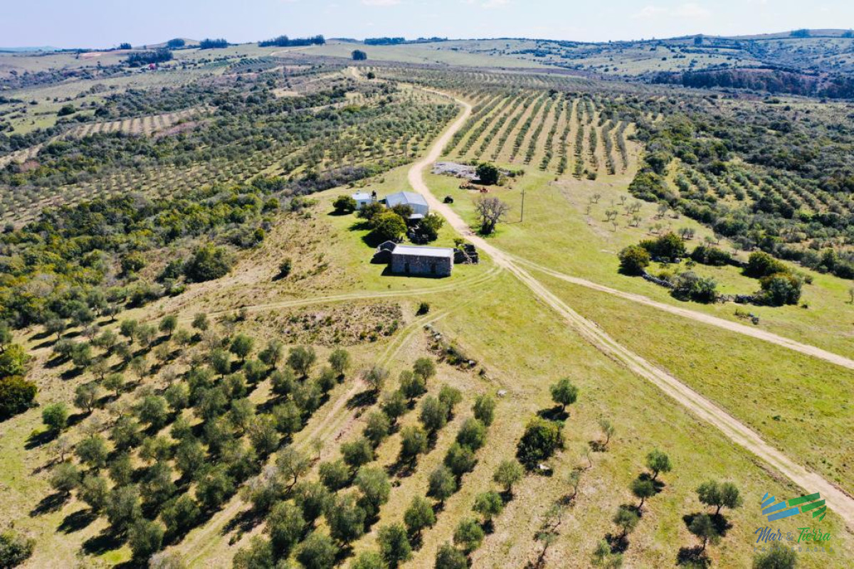 Preciosas Chacra con Olivos en Finca Babieca, Vistas Sierras, arroyo, Pueblo Eden