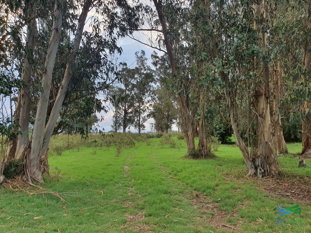 Chacra ID.4349 - Vendo chacra ruta 9, cerca de Pan de Azúcar, Maldonado. A 45´ de Punta del Este. Financia.