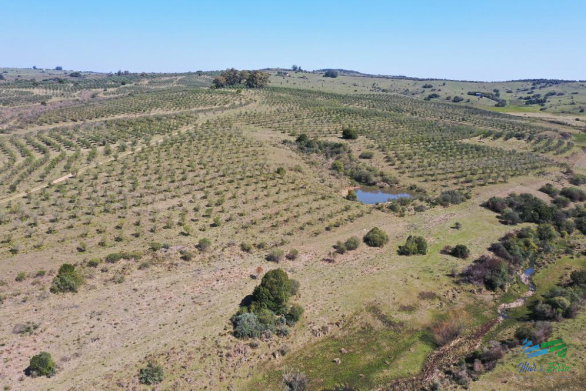 Chacra ID.4368 - Preciosas Chacra con Olivos en Finca Babieca, Vistas Sierras, arroyo, Pueblo Eden