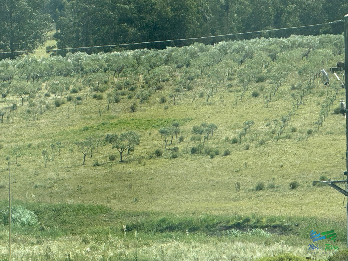 Chacra ID.5738 - En venta chacra 20 hectareas con Olivos en Ruta 9 cerca de Pan de Azúcar.