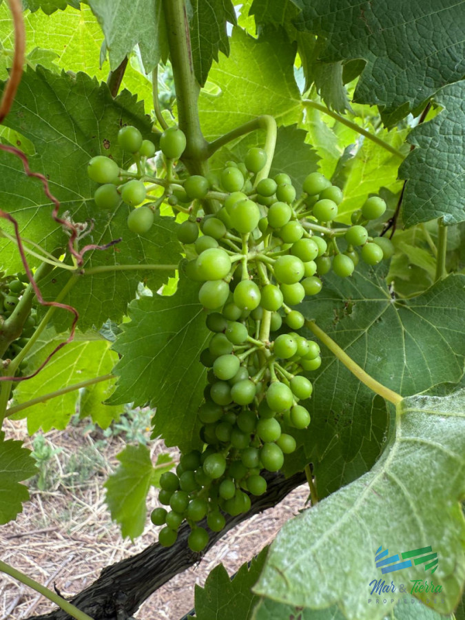 Chacra ID.5646 - Se alquila chacra a 25 minutos de Punta del Este y con las mejores vistas de la laguna del sauce!!!