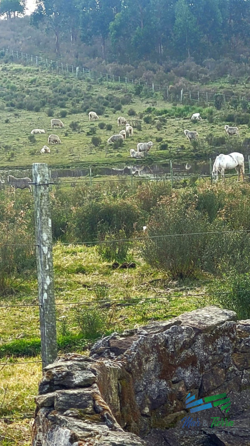 Chacra ID.4356 - BAJO DE PRECIO !!! Muy linda casa de piedra, 9 has en las sierras y con 500 olivos