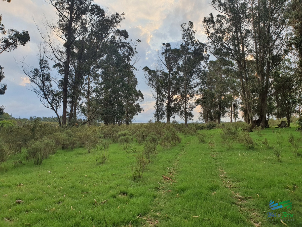 Chacra ID.4349 - Vendo chacra ruta 9, cerca de Pan de Azúcar, Maldonado. A 45´ de Punta del Este. Financia.