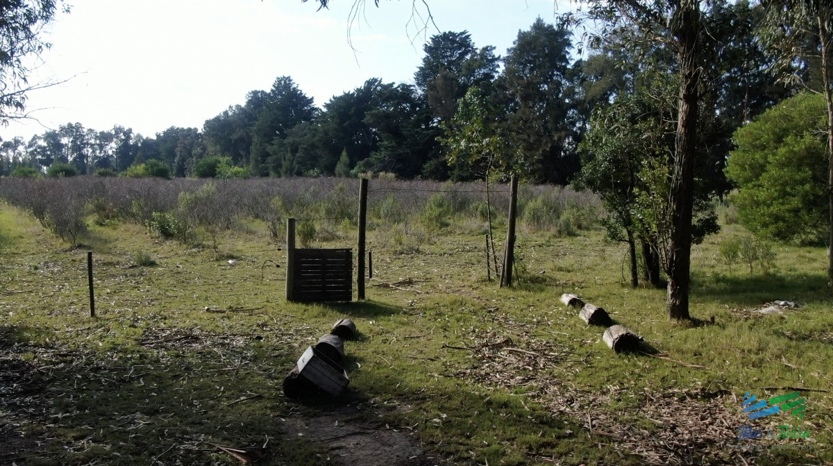 Chacra ID.3991 - Única chacra con producción de arándanos en laguna del sauce