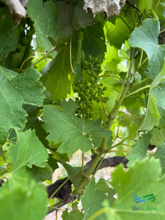 Chacra ID.5646 - Se alquila chacra a 25 minutos de Punta del Este y con las mejores vistas de la laguna del sauce!!!