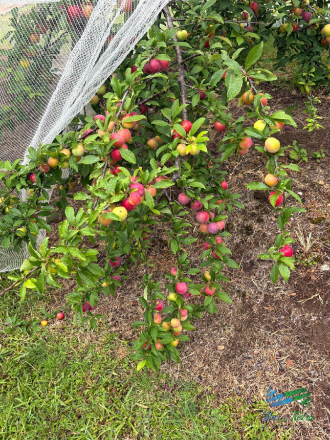 Chacra ID.5646 - Se alquila chacra a 25 minutos de Punta del Este y con las mejores vistas de la laguna del sauce!!!