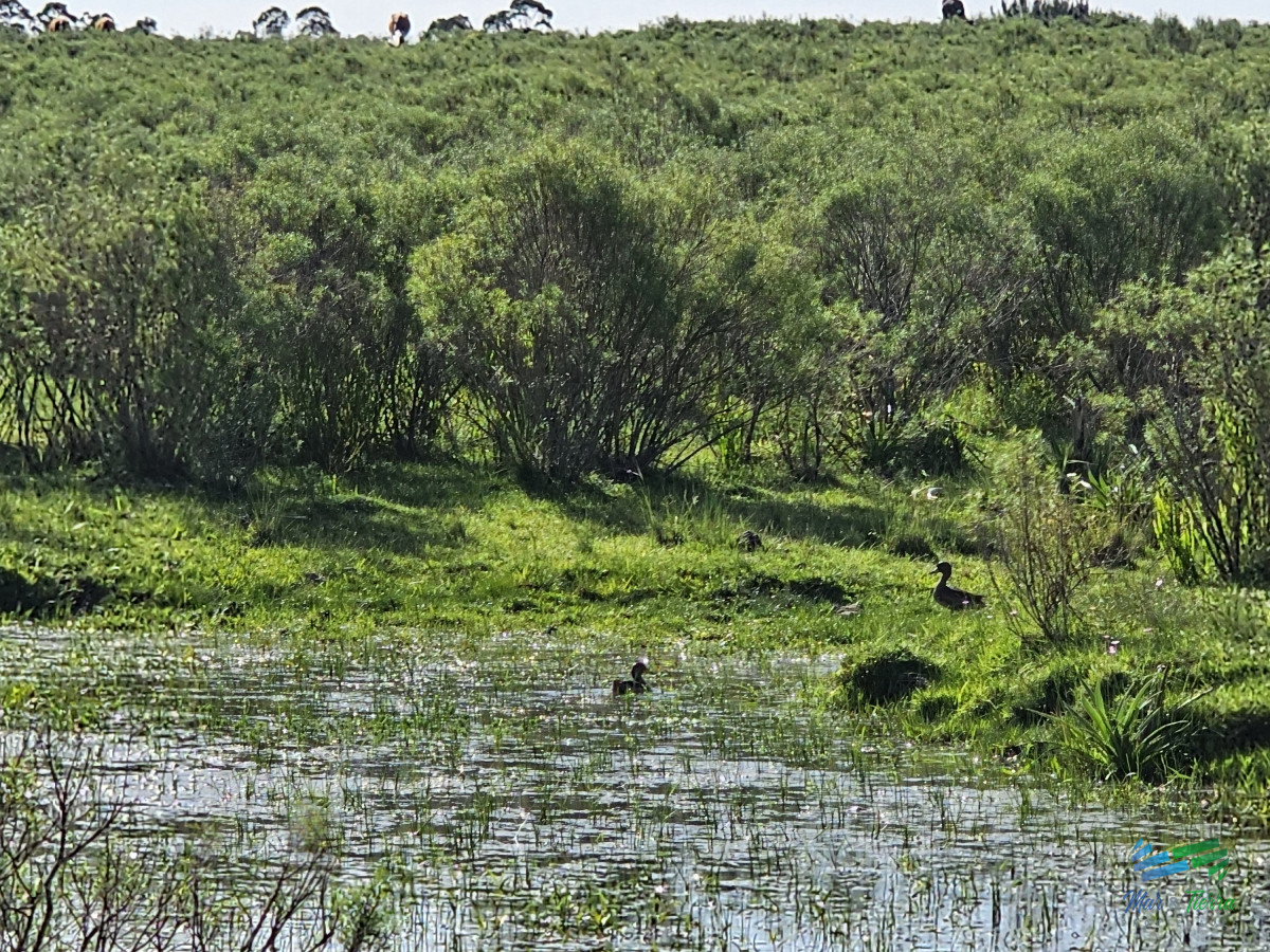 Chacra ID.4349 - Vendo chacra ruta 9, cerca de Pan de Azúcar, Maldonado. A 45´ de Punta del Este. Financia.