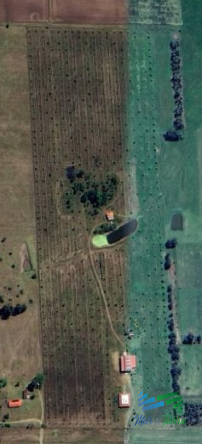 Chacra ID.5303 - Chacra con plantacion de nogales a metros de ruta 9 a 80 km de Montevideo.