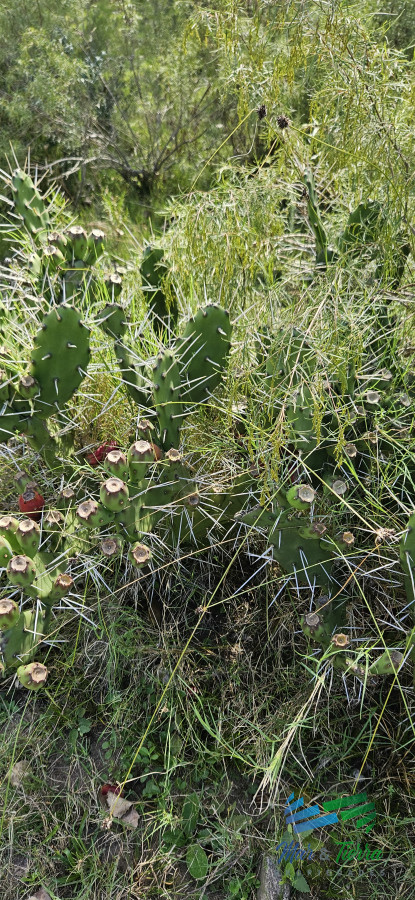 Chacra ID.4916 - Muy linda fracción de 38 Has con costa de arroyo a 1 hora de Mdeo.