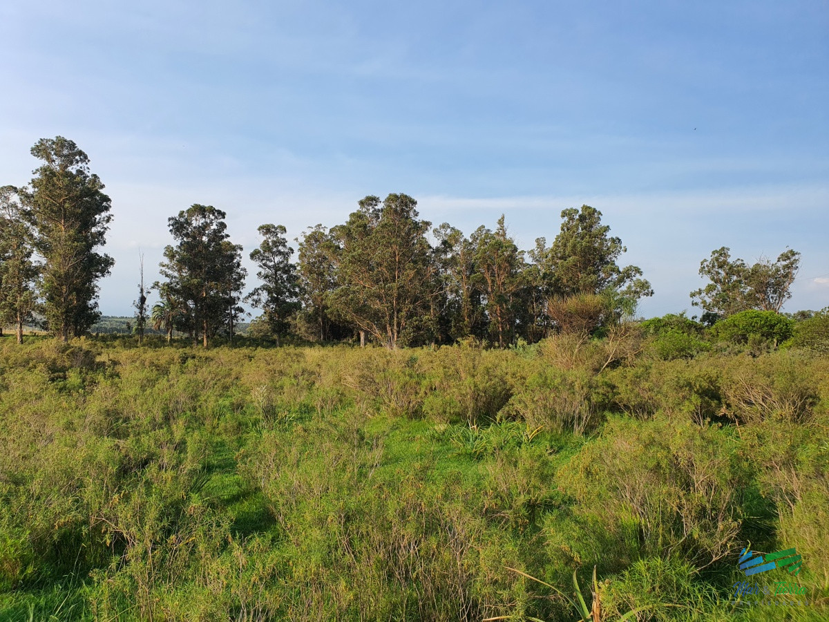 Chacra ID.4349 - Vendo chacra ruta 9, cerca de Pan de Azúcar, Maldonado. A 45´ de Punta del Este. Financia.