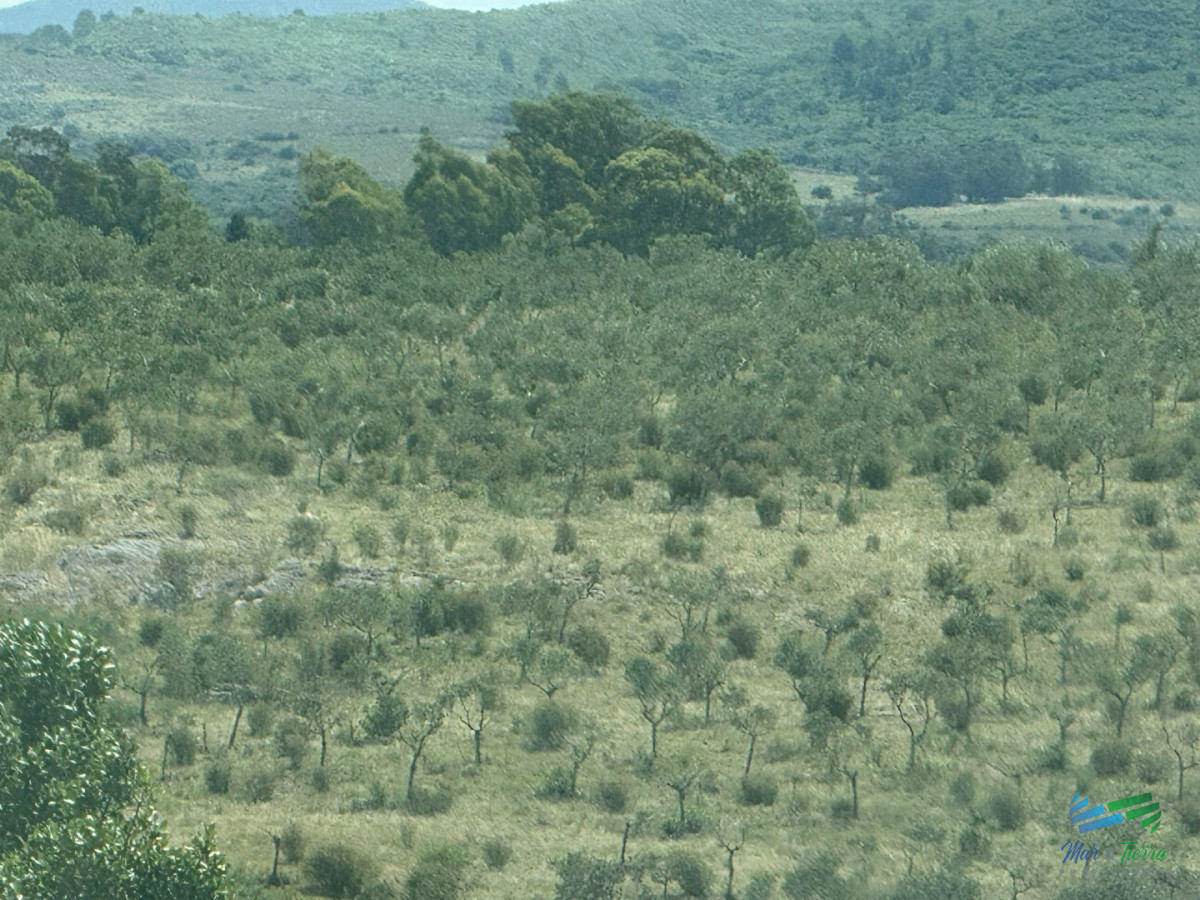 Chacra ID.5738 - En venta chacra 20 hectareas con Olivos en Ruta 9 cerca de Pan de Azúcar.