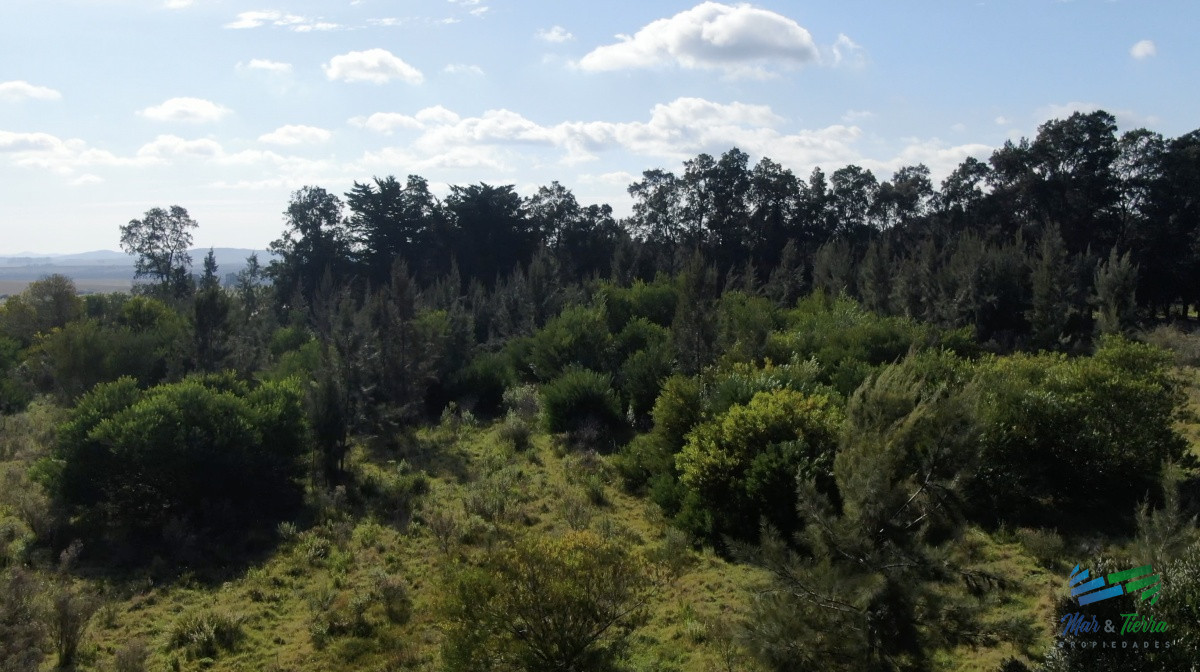 Chacra ID.3991 - Única chacra con producción de arándanos en laguna del sauce