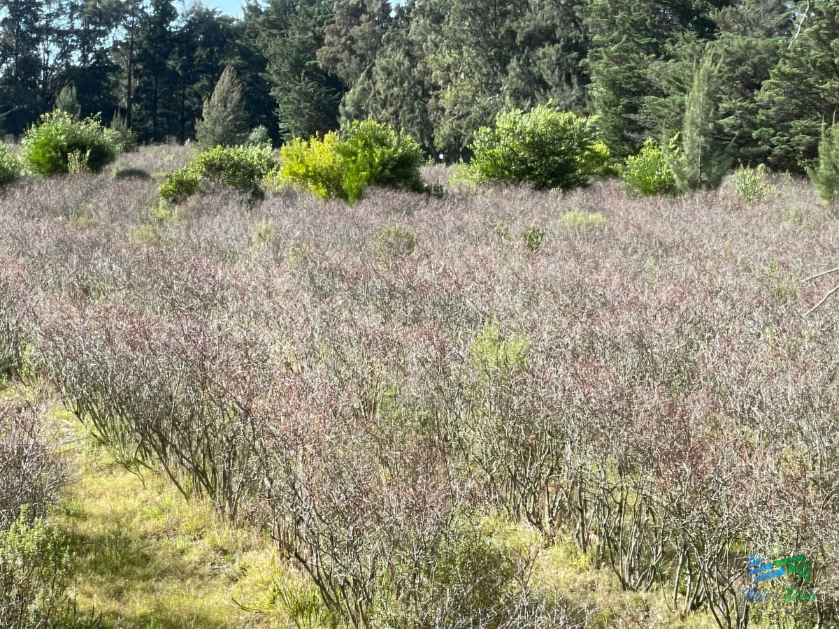Chacra ID.3991 - Única chacra con producción de arándanos en laguna del sauce