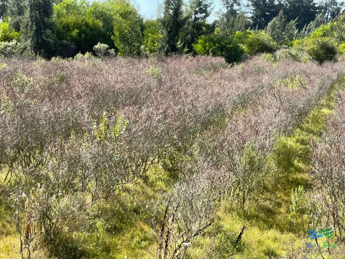 Chacra ID.3991 - Única chacra con producción de arándanos en laguna del sauce