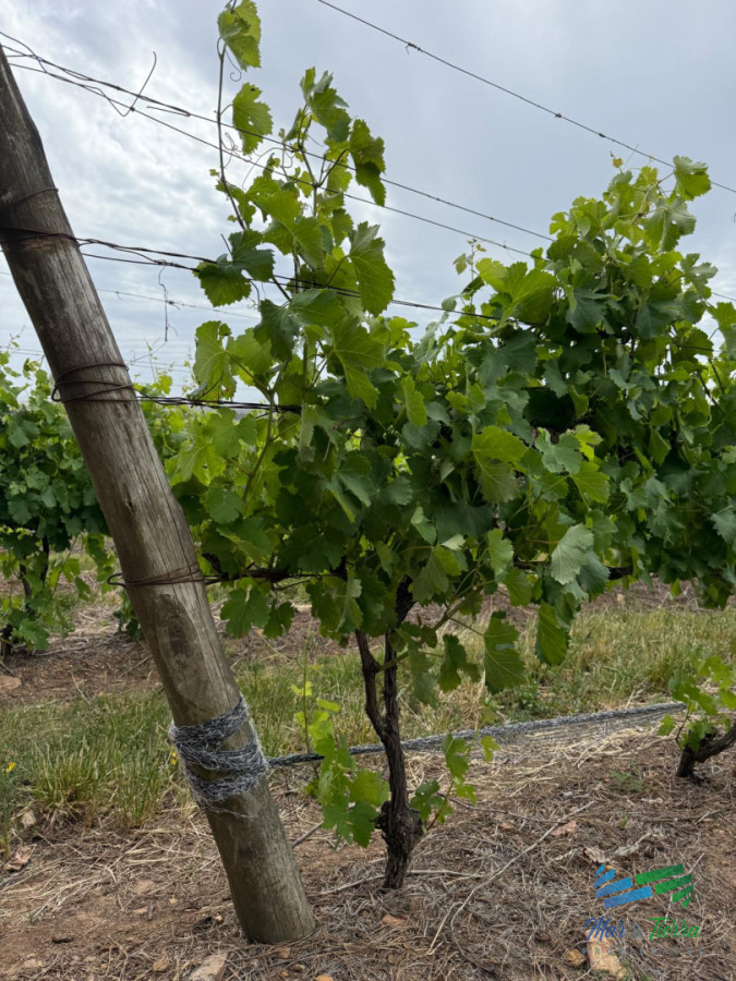 Chacra ID.5646 - Se alquila chacra a 25 minutos de Punta del Este y con las mejores vistas de la laguna del sauce!!!