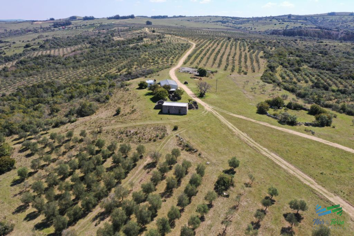 Chacra ID.4368 - Preciosas Chacra con Olivos en Finca Babieca, Vistas Sierras, arroyo, Pueblo Eden