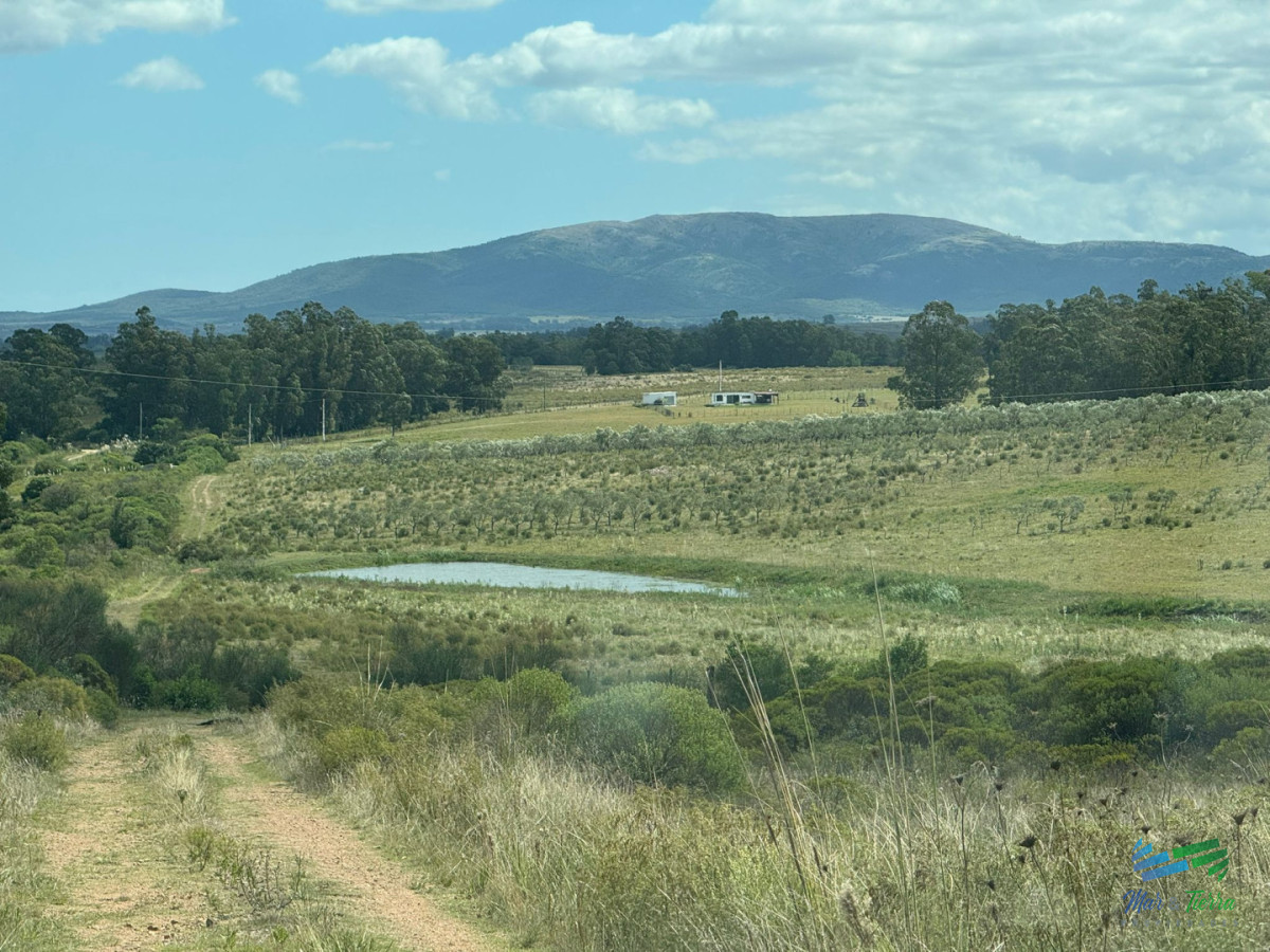 Chacra ID.5738 - En venta chacra 20 hectareas con Olivos en Ruta 9 cerca de Pan de Azúcar.