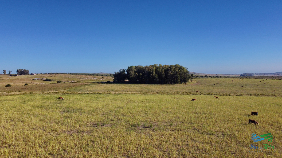 Chacra ID.5018 - Vendo chacra Ruta 9, entre ruta 12 y Pan de Azucar, Maldonado. FINANCIO.