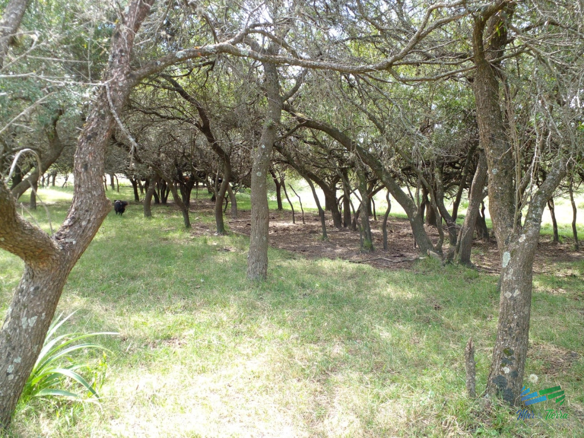 Chacra ID.4577 - 20 Has con Casa, sobre Ruta 12.