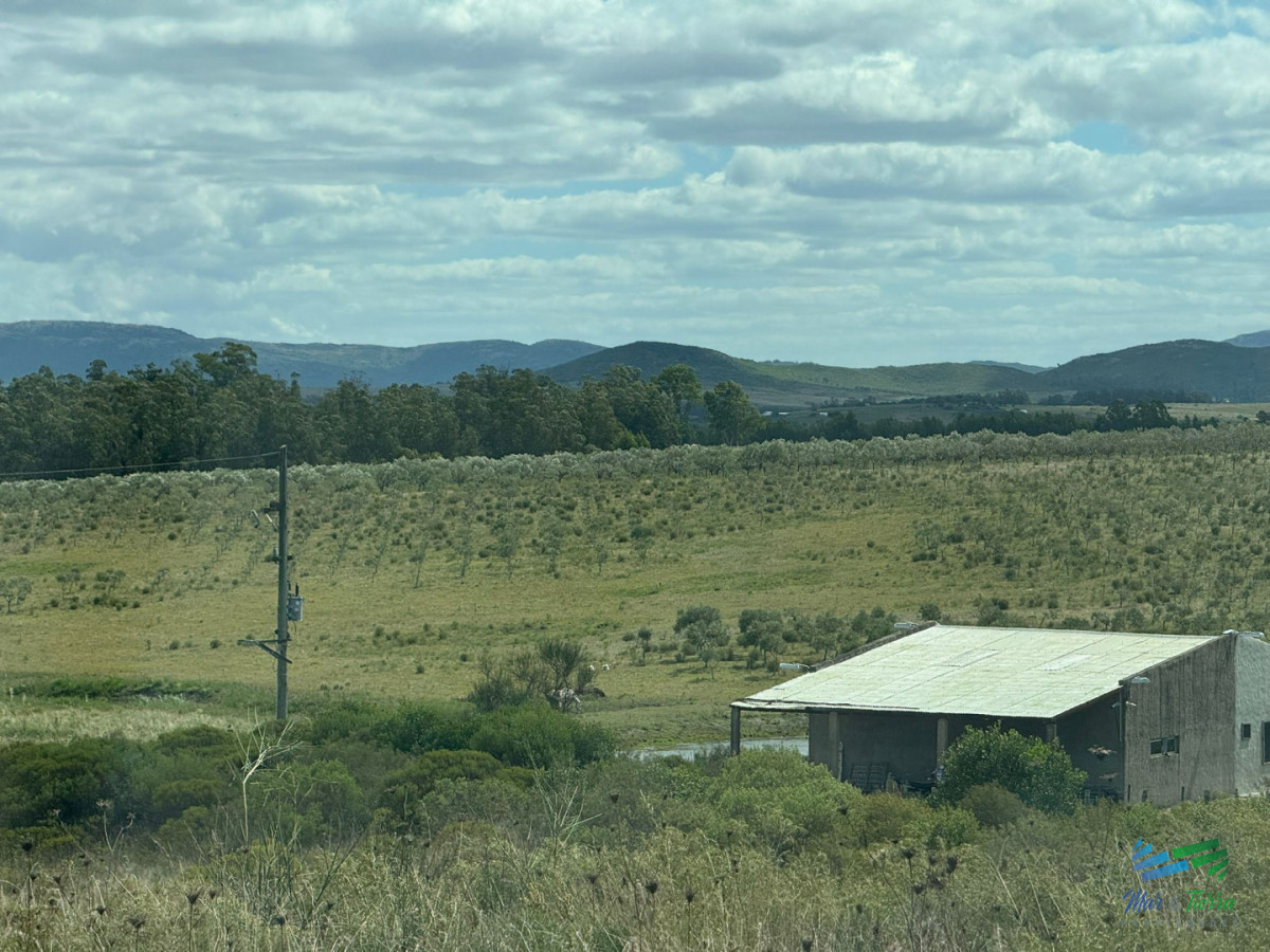 Chacra ID.5738 - En venta chacra 20 hectareas con Olivos en Ruta 9 cerca de Pan de Azúcar.