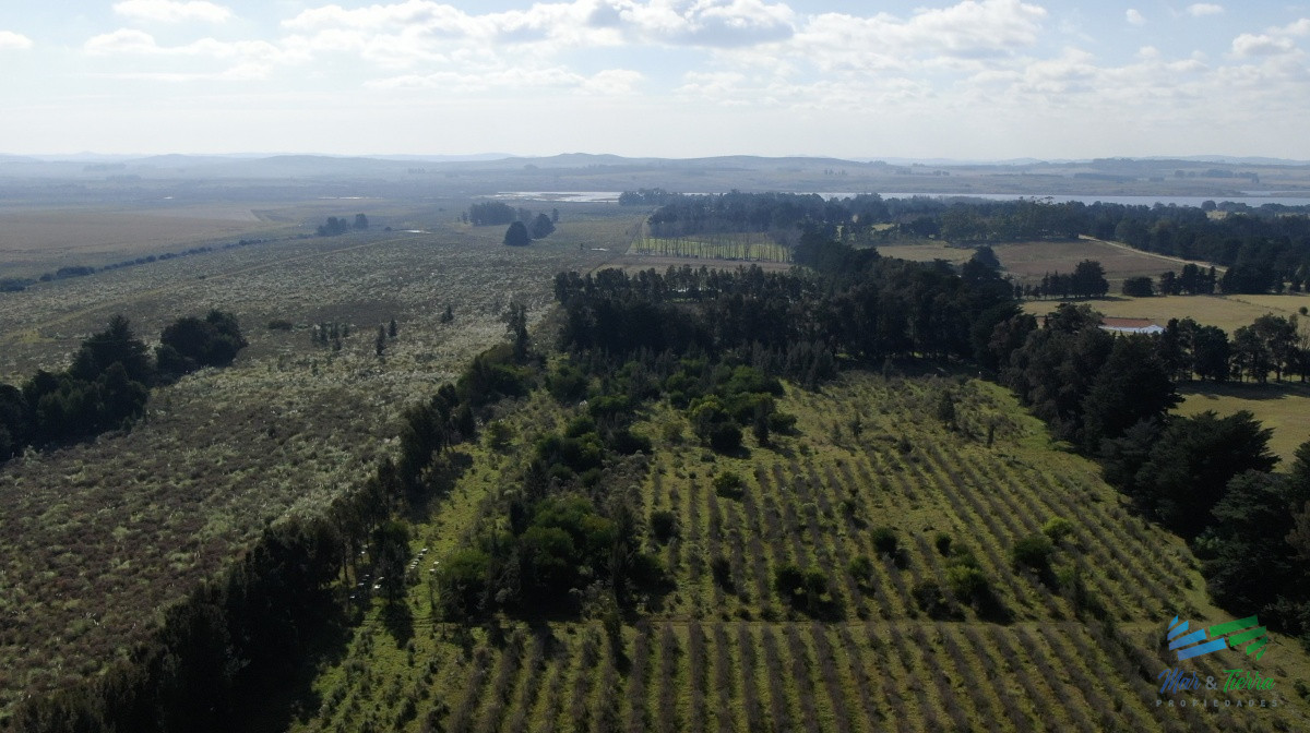 Chacra ID.3991 - Única chacra con producción de arándanos en laguna del sauce
