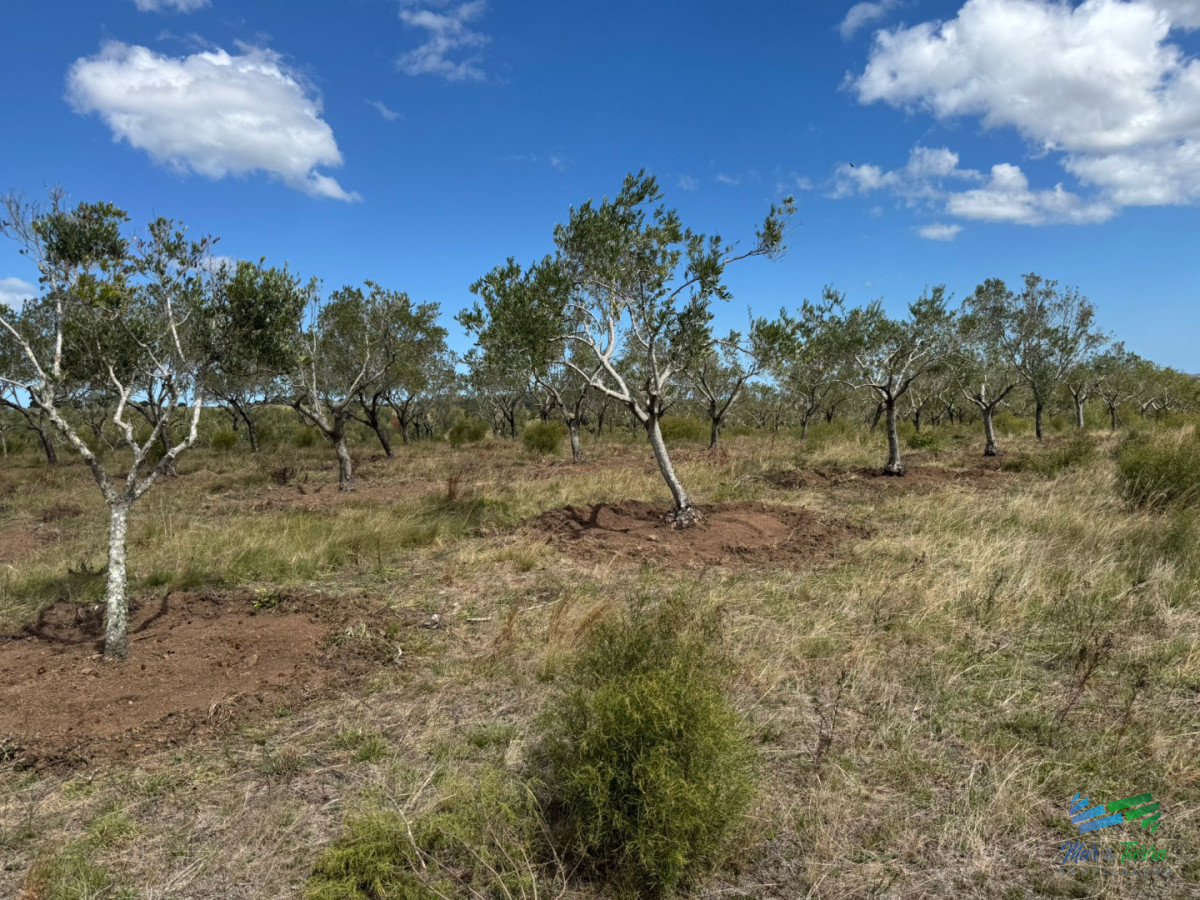 Chacra ID.5738 - En venta chacra 20 hectareas con Olivos en Ruta 9 cerca de Pan de Azúcar.