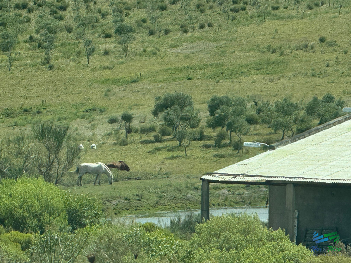Chacra ID.5738 - En venta chacra 20 hectareas con Olivos en Ruta 9 cerca de Pan de Azúcar.